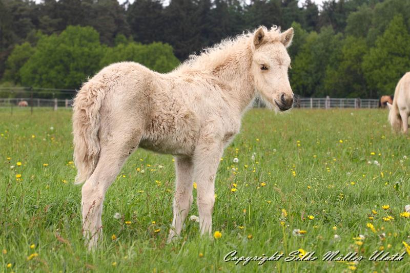 Erla b.jpg - Erla von Heidmoor 3 Wochen alt